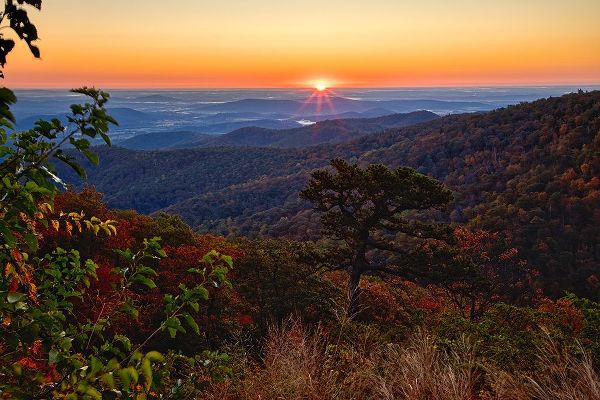 Looney, Hollice 아티스트의 USA-Virginia-Shenandoah National Park-Sunrise along Skyline Drive in the Fall작품입니다.